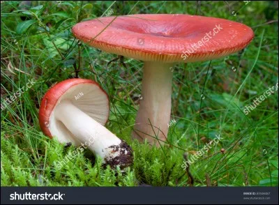 Ce champignon est-il comestible ?
