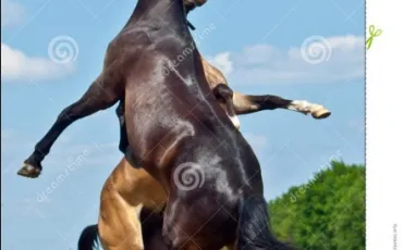 Quiz Galop 4
