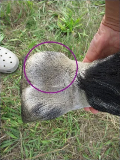 Quel mot n'est pas le nom d'un obstacle ?