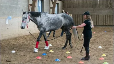 Quel est le nom de cette discipline ?