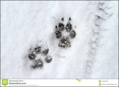 Lequel de ces animaux n'est pas un canidé ?