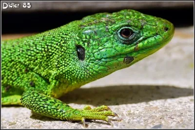 Le lézard birmanien existe-t-il ?