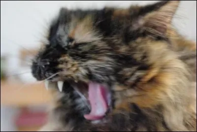 Oreille Balafrée a-t-il un(e) apprenti(e) dans le cycle 4, si oui comme s'appelle-t-il/elle ?