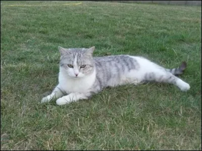 Qui accueille Feuille de Lis (à l'époque Nuage de Lis) dans la Forêt Sombre ?