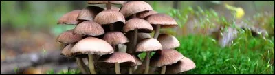 Selon l'expression, qu'est-ce qu'une "ville champignon" ?
