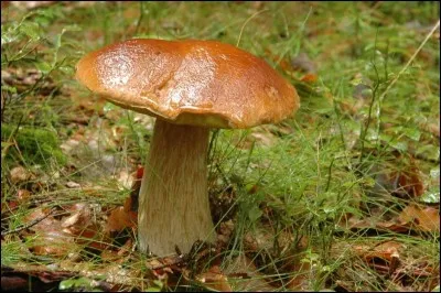 Quel champignon est également appelé "bolet" ?
