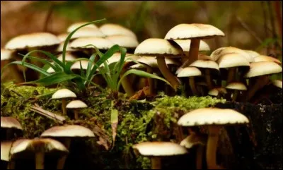 "Puis on m'a enrôlé d'office / A Pau, dans les parachutistes / Ils voulaient que je tombe des avions / Accroché à un champignon". Qui chante "Jamais content" en 1977 ?