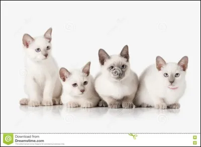 Quel est l'élu du clan de l'Ombre ?