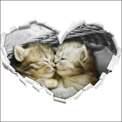 Qui est l'amoureuse d'Étoile de Feu ?