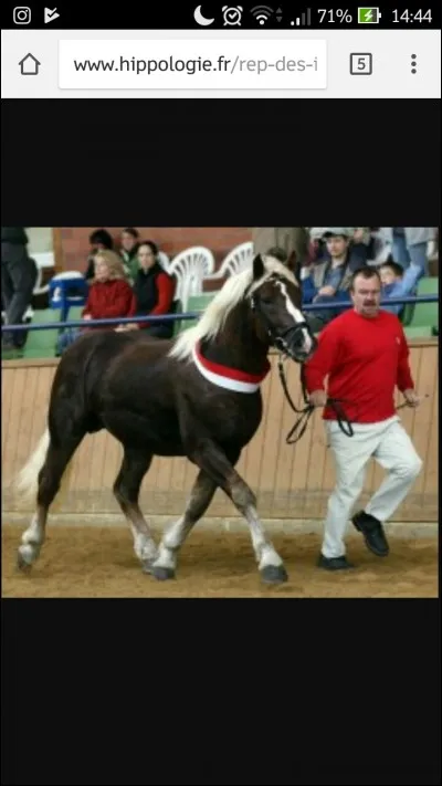 Quelle est la bonne distance pour présenter un cheval en main ?