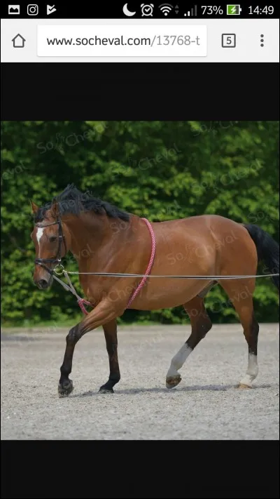 Quels sont les enrênements souvent utilisés pour longer un cheval ?