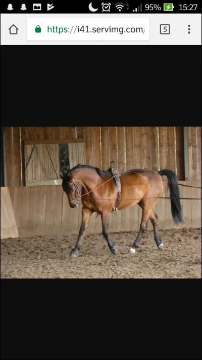 Aux longues rênes vous pouvez :