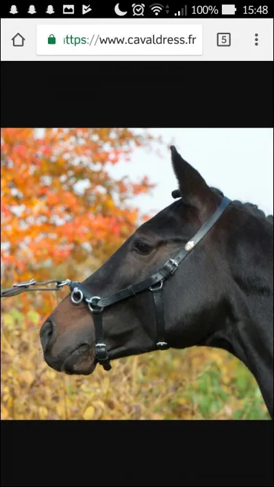 Aux longues rênes, l'emploi du caveçon ou du licol éthologique permet de :