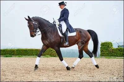 Certains harnachements sont interdits en épreuves de dressage, lesquels ?
