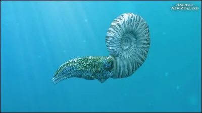 L'onomastique est un mollusque marin qui a disparu il y a soixante-cinq millions d'années.