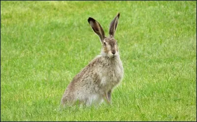 Pour la cruche comme pour la bécasse, c'est le...
