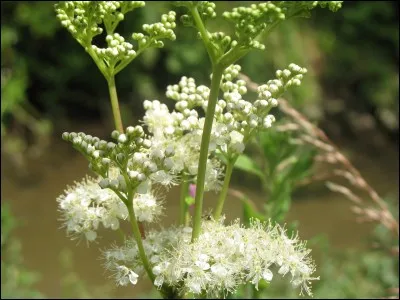 On peut n'en faire qu'une bouchée, c'est la...