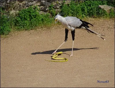 S'il n'a pas quatre bras, il peut avoir quatre pieds, c'est le...