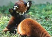 Quiz Les animaux