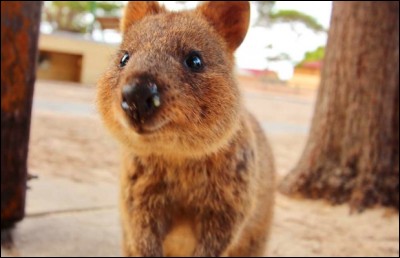 Quel est cet animal ?