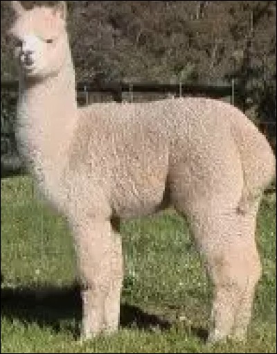 Quel est cet animal ?