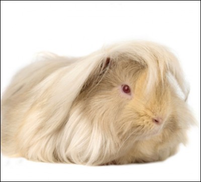 Quel est cet animal ?