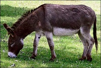 Quel est cet animal ?