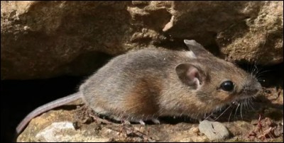 Quel est cet animal ?