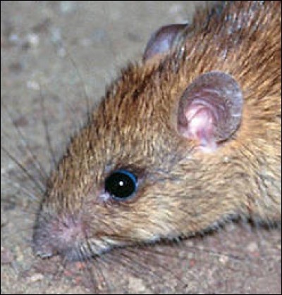 Quel est cet animal ?