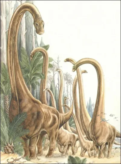 Quel Sauropode vivait en même temps que Barosaurus ?