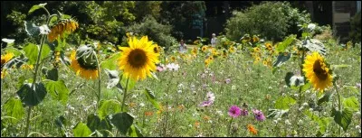 Laquelle de ces plantes préfères-tu ?