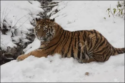 Quel est ce félin ?