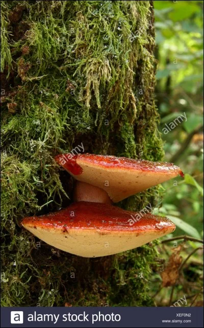 Ce champignon brunit à la cuisson, il ressemble énormément à un foie, c'est un bon comestible :
