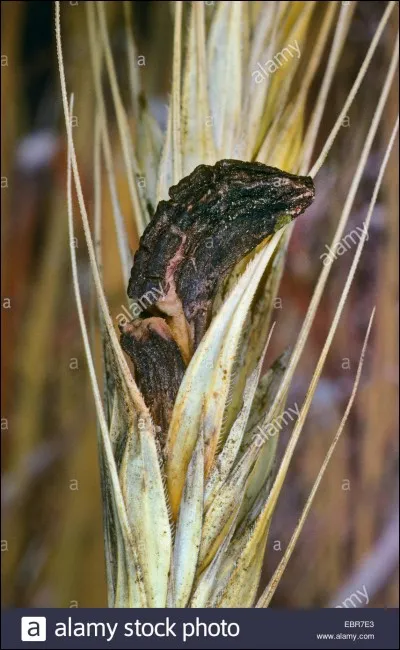 Ce champignon est redouté de l'agriculteur, il a déjà provoqué la mort :