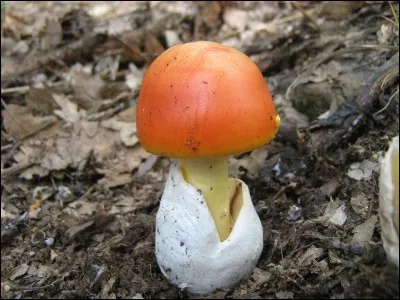 Cette amanite est la seule à être vraiment très recherchée, elle a des lamelles jaunes :