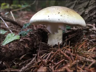 Ce champignon est mortel, vous le trouverez à la même période que la morille :