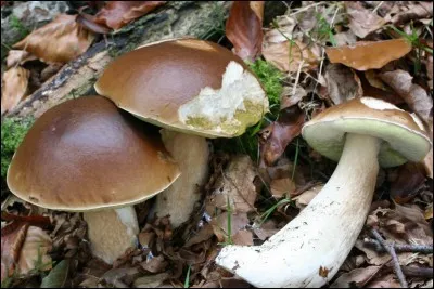 Ce champignon est excellent, il y a de la mousse sous son chapeau :