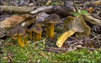 Ce champignon est comestible, comme toutes les chanterelles :