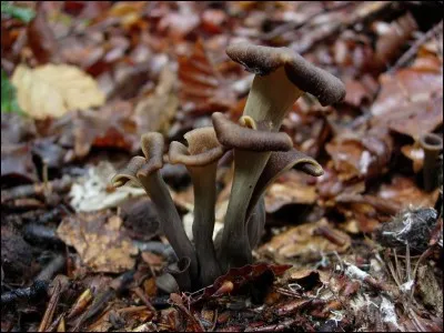 Celui-ci est aussi une chanterelle, mais son goût est meilleur.
Elle est excellente :