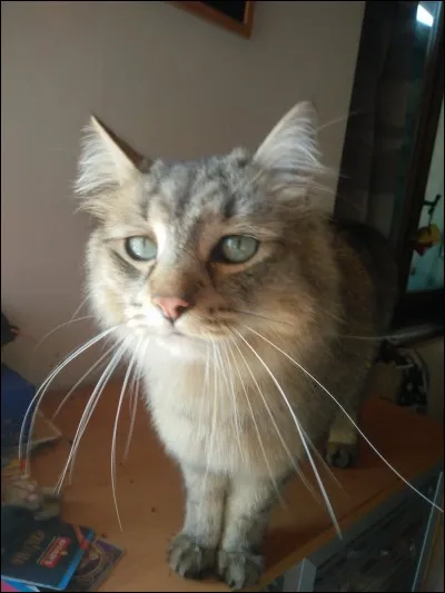 Comment s'appellent ses animaux en 2018 ?