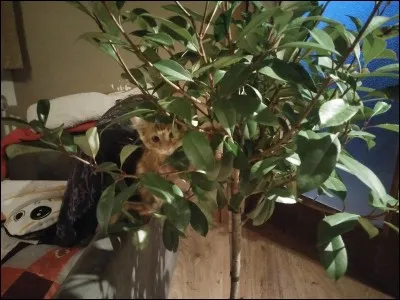 Comment s'appelle sa plante ?