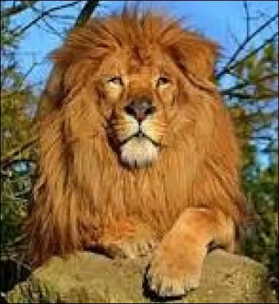 Quel est cet animal ?