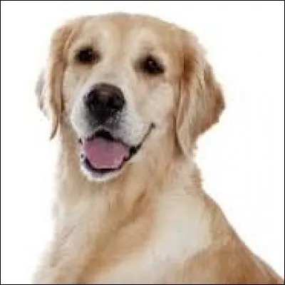 Quel est cet animal ?