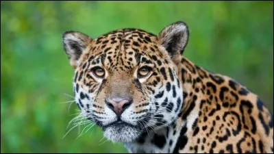 Quel est cet animal ?