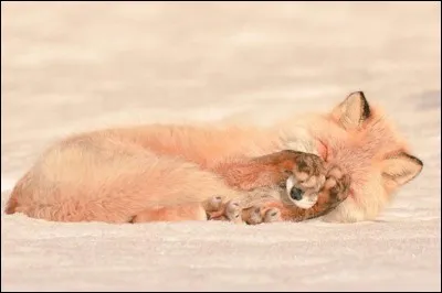 On y trouve le renard roux d'Hokkaidō.