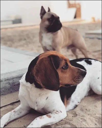 Comment s'appellent les deux chiens de Jessica et Thibault ?