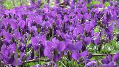 Regarde comme ... beau ! Je trouve que les fleurs violettes ... de toute beauté !