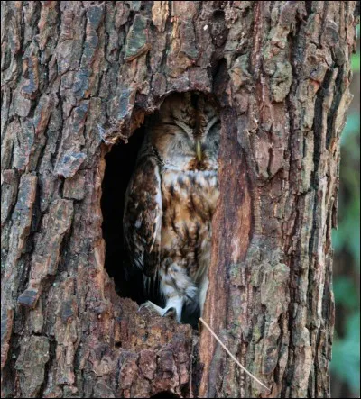Les rapaces nocturnes sont généralement appelés :
