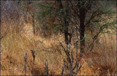 L'animal caché est-il une gazelle ?
