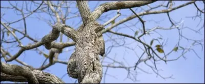 Quel animal se cache dans cette image ?